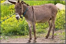 Parmi les animaux donnés, lequel ne hennit pas ?