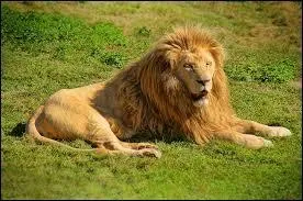Quel bruit est produit par le lion ?