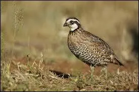 Quelle phrase est erronée concernant la caille ?
