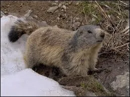 Quel verbe représente le cri de la marmotte ?