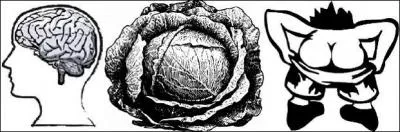 Pour dire que quelque chose est très simple on utilise l'expression bête comme un chou. Mais quelle en est l'origine ?