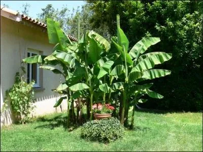 Retrouvez le nom de ce dessert d'origine américaine !