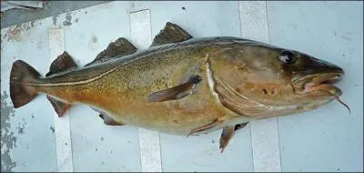 Dans ce pays, ce poisson a été élevé au rang de plat national !