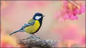 Quel oiseau zinzinule ?