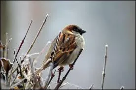 Le moineau...