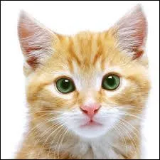 Quelle proposition concerne le chat ?