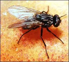 Que ne fait pas la mouche ?