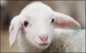 Tout comme la brebis, le mouton :
