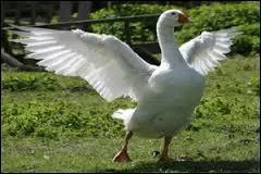 Lequel de ces animaux cacarde ?