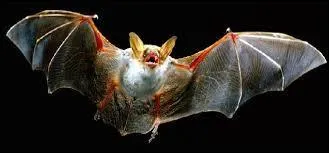 Quelle proposition concerne la chauve-souris ?