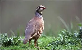 Que diriez-vous de la perdrix ?