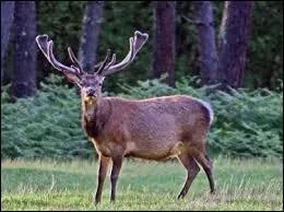 Lequel de ces animaux fait le même cri que le cerf ?