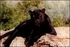 Cochez l'information juste à propos de la panthère.