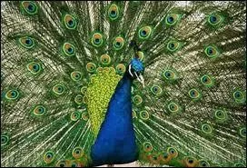 Le paon ne...