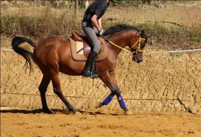 Le moniteur me dit : « Ramène ton poney au box ! », cela signifie :