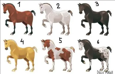 Puis je revoie les différentes robes. Nommez les différentes robes sur l'image.