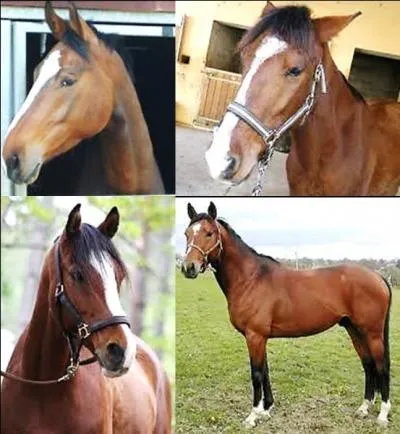 Maintenant je dois rentrer chez moi. Avant de monter dans la voiture, que dois-je faire ?