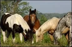 Mon moniteur m'a dit de monter Chocolat. C'est un double-poney bai avec une liste en tête. Lequel est-ce parmi les double-poneys sur l'image ?