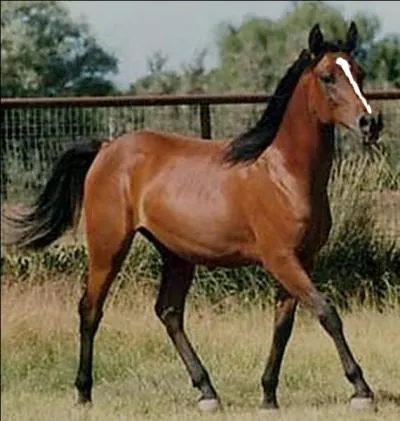 Le problème, c'est que Chocolat n'est pas très coopératif et que je n'arrive pas à l'attraper. Comment faire ?