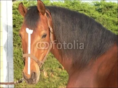 C'est bon ! J'ai réussi à l'attraper (voir question n°4) ! Maintenant, il faut l'attacher, mais à quoi ?