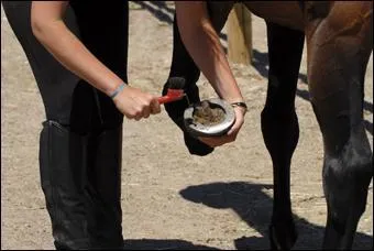 Dans le pansage, quand puis-je passer le cure-pied ?