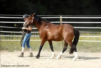 Maintenant que Chocolat est bridé et sellé, il faut aller dans le manège. Comment dois-je mener Chocolat en main ?
