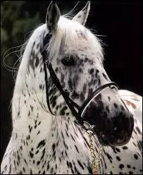 Quelle est la robe de ce cheval ?
