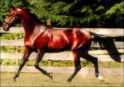 Quelle est la robe de ce cheval ?