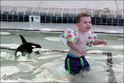 Cet animal vit en groupes spécialisés, les uns chassent les poissons, d'autres, les phoques ou les otaries, les manchots, certains même les baleineaux, mais son nom est toujours le même !