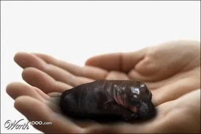 Il est réputé être l'animal le plus dangereux d'Afrique, et pourtant, sur la photo, qu'est-ce qu'il est mignon !