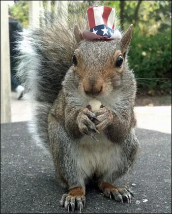 Combien compte-tu de lettres dans le nom de ce petit animal ?