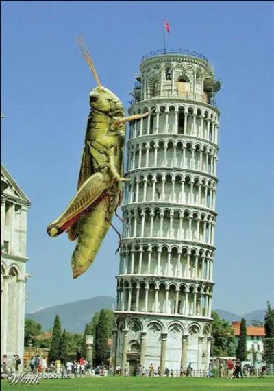 Trouve le nom de cet insecte, et remarque bien que ses antennes sont courtes, alors ne le confonds pas avec un autre !