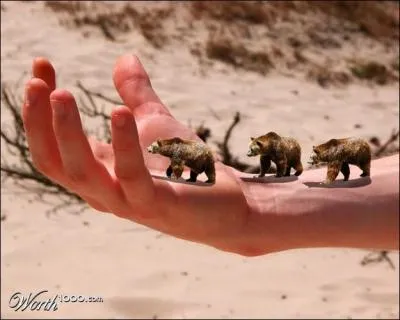 C'est un ours, oui, mais lequel ?