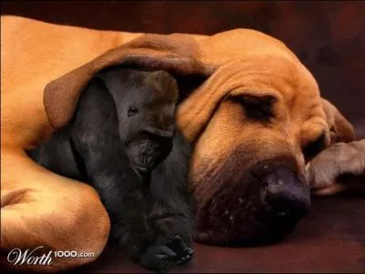 Il est caché sous l'oreille, alors compte les lettres de son nom !