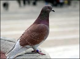 Que dire du pigeon ?
