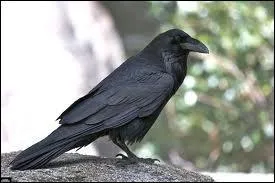 Qu'est-il possible de dire concernant le corbeau ?