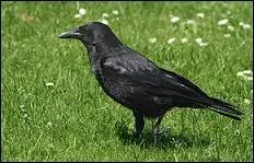 Que pourriez-vous dire de la corneille ?