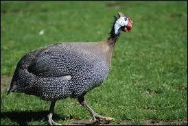 Quel animal cacabe ?