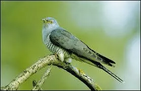 Et le coucou, que fait-il ?