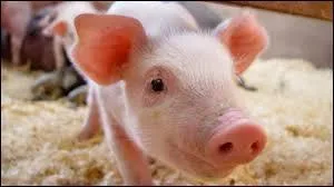 Laquelle de ces prépositions ne désigne pas le porc ?