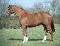 Quiz Chevaux