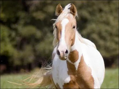 Quelle est cette robe ?