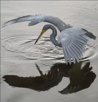 Et le héron, hue-t-il ?