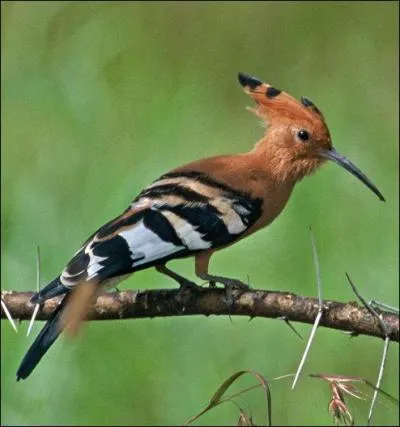 Quel est le cri de la huppe ?