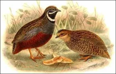 Et que fait la caille, à votre avis ?