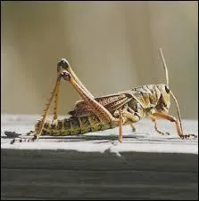 Que pouvez-vous dire du criquet ?