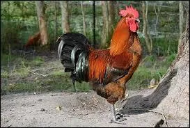 Et le poulet, quel verbe utiliser pour désigner son cri ?