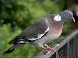 On dit qu'il roucoule, c'est...