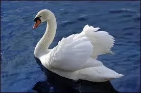 Que pourriez-vous dire pour le cygne ?