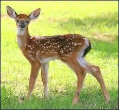 Qu'en est-il du daim ?